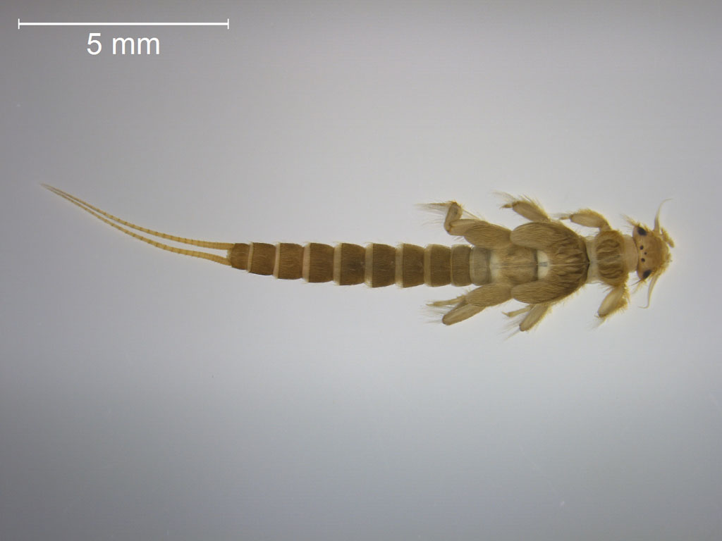 Isoptena serricornis